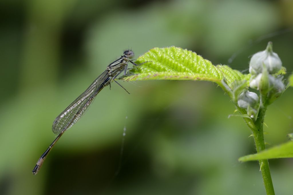 Ischnura da ID